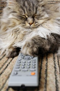 Cat Pressing Remote Control