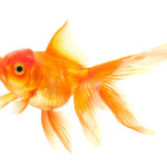 Goldfish isolated on white background